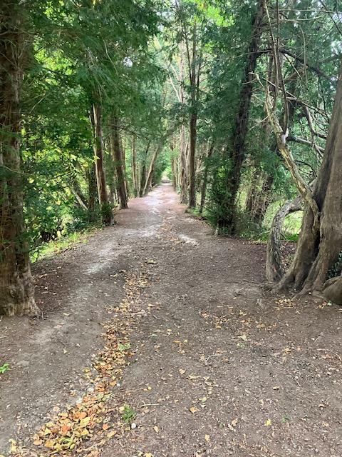 Path on Ranmore